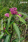 Asclepias incarnata